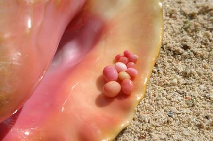 Caribbean conch pearls