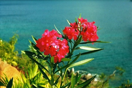 Oleander flowers at Picara Pearl Magens Bay